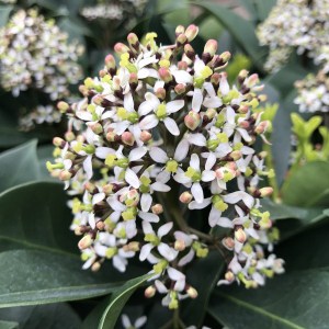 Skimia japońska (Skimmia japonica) Redruth zdjęcie 1