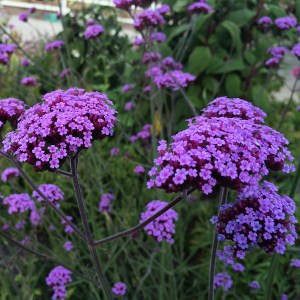Werbena patagońska (Verbena bonariensis) zdjęcie 1