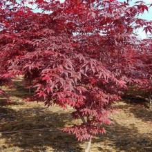 Klon palmowy (Acer palm.) Bloodgood c4 zdjecie 1