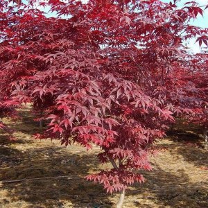 Klon palmowy (Acer palm.) Bloodgood c4 zdjecie 1