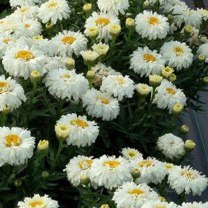 Jastrun (Leucanthemum) Macaroon zdjęcie 1