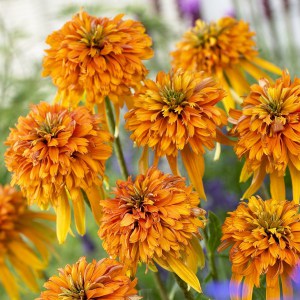 Jeżówka purpurowa (Echinacea) Marmalade zdjęcie