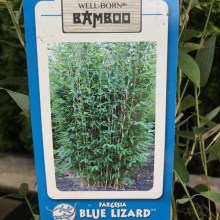 Bambus krzewiasty - Fargesia murielae Blue Lizard c7,5 zdjęcie 1
