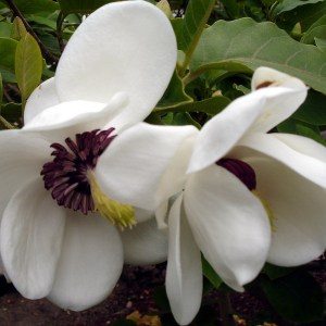 Magnolia Siebolda (Magnolia sieboldii) c5 zdjęcie 1