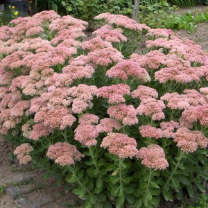 Rozchodnik karpacki (Sedum) Herbstfreude syn. Autumn Joy zdjęcie 1