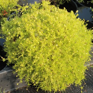 Karmnik ościsty (Sagina subulata) Lime Moss 1