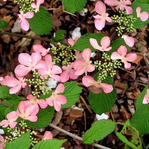 Kalina japońska (Viburnum plicatum) Molly Schroeder c5 zdjęcie 1