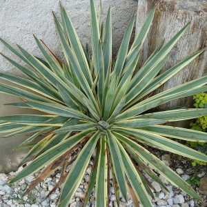 Jukka karolińska (Yucca filamentosa) Variegata zdjęcie 1