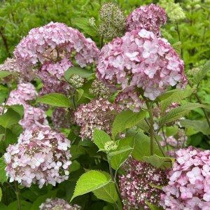Hortensja drzewiasta Candybelle Bubblegum c3 zdjęcie 1