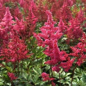 Tawułka japońska (Astilbe japonica) Bonn c2 zdjęcie 1