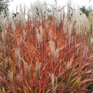 Miskant chiński (Miscanthus sinensis) Purpurascens zdjęcie 1