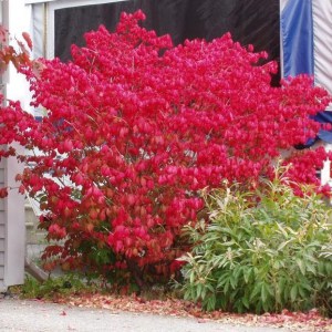 Trzmielina oskrzydlona (Euonymus alatus) Compactus c3 zdjęcie 1