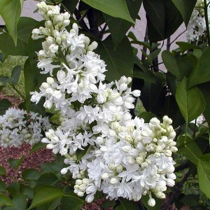 Bez - lilak pospolity (Syringa) Mme Lemoine c2 zdjęcie 1