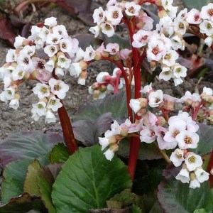Bergenia sercolistna (Bergenia cordifolia) Jelle zdjęcie 1