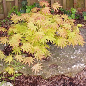 Klon Shirasawy (Acer shirasawum) Autumn Moon c3 zdjęcie 1