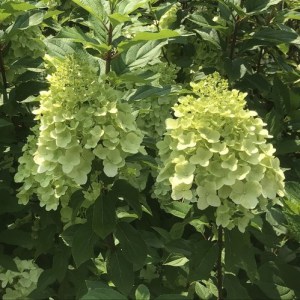 Hortensja bukietowa (Hydrangea) Hercules c3 zdjęcie 1