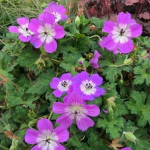 Bodziszek mieszańcowy (Geranium hybridum) Bloom Time zdjęcie 1
