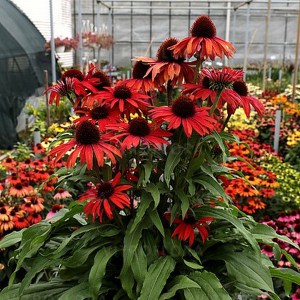 Jeżówka purpurowa (Echinacea) Fountain Red zdjęcie 1