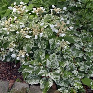 Przywarka japońska (Schizophragma) Burst of Light c2 zdjęcie 1