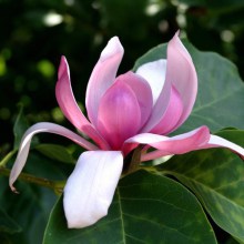 Magnolia Royal Crown c7,5 zdjęcie 1