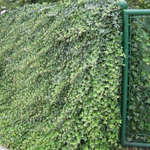 Bluszcz pospolity (Hedera hellix) c1,5 zdjęcie 1