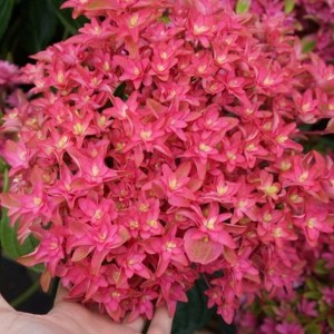 Hortensja ogrodowa (Hydrangea) Princess Diana c3 zdjęcie 1