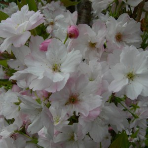 Wiśnia piłkowana (Prunus serrulata) Amanogawa c7 zdjęcie 1