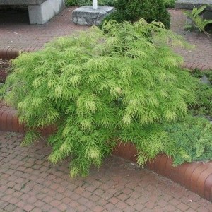 Klon palmowy szczepiony (Acer palm.) Dissectum c2 zdjęcie 