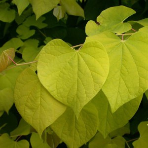 Judaszowiec kanadyjski (Cercis canadensis) Hearts of Gold c3 zdjęcie 1