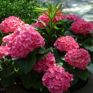 Hortensja ogrodowa (Hydrangea macrophylla) Leuchtfeuer c3 zdjęcie 1