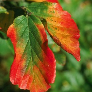 Parocja perska (Parrotia persica) Select c4 zdjęcie 1