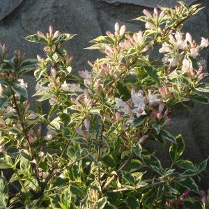 Krzewuszka (Weigela) Variegata zdjęcie 1
