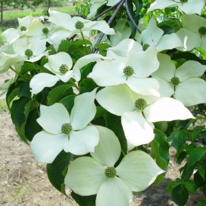Dereń kousa (Cornus kousa) odmiana chińska c2 zdjęcie 1