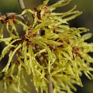 Oczar pośredni (Hamamelis intermedia) Arnold Promise c4 zdjęcie 1
