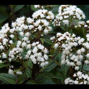 sadziec plamisty (Eupatorium) Chocolate 1