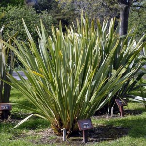 Len nowozelandzki, tęgosz mocny (Phormium tenax) zielonolistny 1
