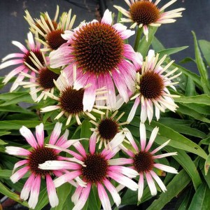 Jeżówka purpurowa (Echinacea) Fountain Pink Eye zdjęcie 1