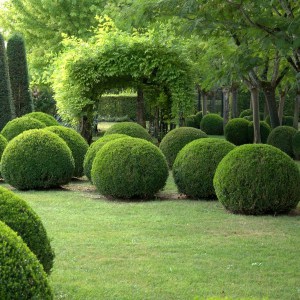 Bukszpan (Buxus sempervirens) c2 zdjęcie 1