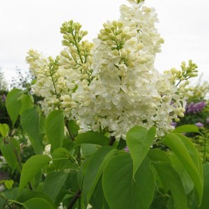 Bez - lilak pospolity (Syringa) Primrose zdjecie 1