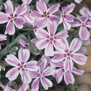 Floks szydlasty (Phlox subulata) Candy Stripes c1 zdjęcie 1