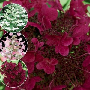 Hortensja bukietowa (Hydrangea paniculata) Wims Red c3 zdjęcie 1