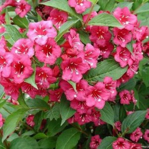 Krzewuszka (Weigela) Bristol Ruby c2 40-50cm