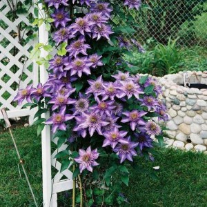 Powojnik (Clematis) Multi Blue c2 zdjęcie 1