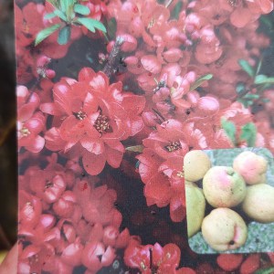 Pigwowiec Chaenomeles Crimson and Gold c2 zdjęcie 1