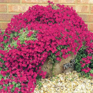 Żagwin (Aubrieta) Axcent Burgundy zdjęcie 1