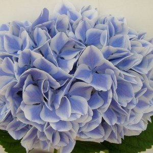 Hortensja ogrodowa (Hydrangea) Miss Saori c3 zdjęcie 1