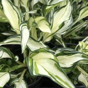 Funkia (Hosta) Grand Marque zdjęcie 1