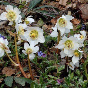 Ciemiernik biały (Helleborus niger) zdjęcie 1