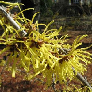 Oczar złotożółty (Hamamelis) Westerstede c2 zdjęcie 1