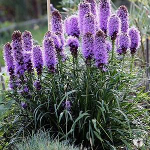 Liatra kłosowa (Liatris) Kobold 1